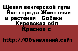 Щенки венгерской пули - Все города Животные и растения » Собаки   . Кировская обл.,Красное с.